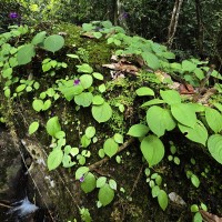 Impatiens janthina Thwaites