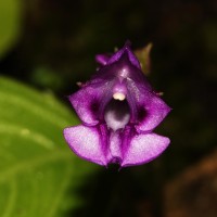 Impatiens janthina Thwaites