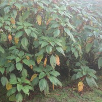 Impatiens macrophylla Gardner ex Hook.