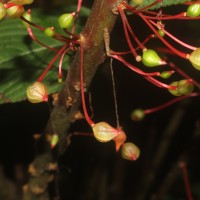 Impatiens macrophylla Gardner ex Hook.