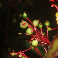 Impatiens macrophylla Gardner ex Hook.