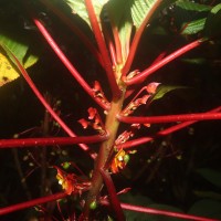 Impatiens macrophylla Gardner ex Hook.