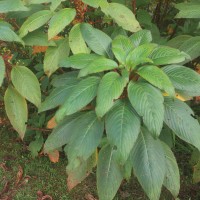 Impatiens macrophylla Gardner ex Hook.