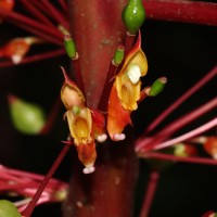 Impatiens macrophylla Gardner ex Hook.