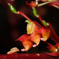 Impatiens macrophylla Gardner ex Hook.
