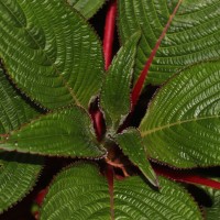 Impatiens macrophylla Gardner ex Hook.