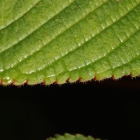Impatiens macrophylla Gardner ex Hook.
