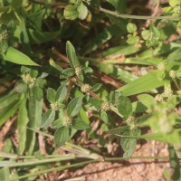 Spermacoce prostrata Aubl.