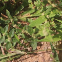 Spermacoce prostrata Aubl.