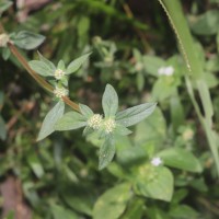 Spermacoce prostrata Aubl.