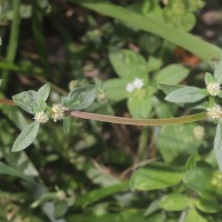 <i>Spermacoce prostrata</i>  Aubl.