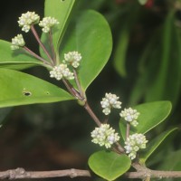 Memecylon capitellatum L.