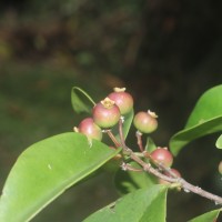 Memecylon capitellatum L.