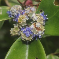 Memecylon capitellatum L.