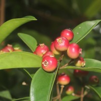 Memecylon capitellatum L.