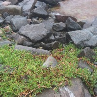 Sesuvium portulacastrum (L.) L.