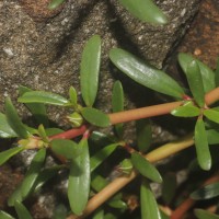 Sesuvium portulacastrum (L.) L.