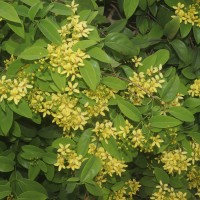 Galphimia gracilis Bartl.