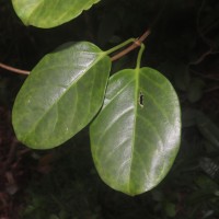 Parsonsia alboflavescens (Dennst.) Mabb.