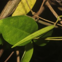 Parsonsia alboflavescens (Dennst.) Mabb.