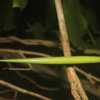 Parsonsia alboflavescens (Dennst.) Mabb.