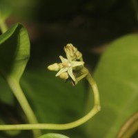 Parsonsia alboflavescens (Dennst.) Mabb.