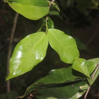 Miliusa zeylanica Gardner ex Hook.f. & Thomson