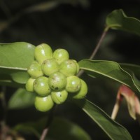 Miliusa zeylanica Gardner ex Hook.f. & Thomson