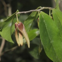 <i>Miliusa zeylanica</i>  Gardner ex Hook.f. & Thomson