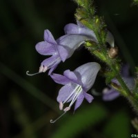 Strobilanthes diandra var. diandra (Nees) Alston