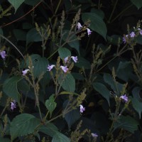 Strobilanthes diandra var. diandra (Nees) Alston