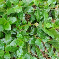 Alternanthera sessilis (L.) R.Br. ex DC.