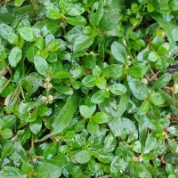 Alternanthera sessilis (L.) R.Br. ex DC.