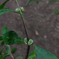 Alternanthera sessilis (L.) R.Br. ex DC.