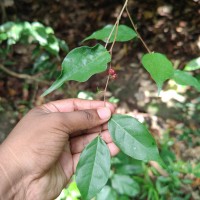 Cleistanthus acuminatus (Thwaites) Müll.Arg.