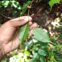 Cleistanthus acuminatus (Thwaites) Müll.Arg.