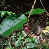 Cleistanthus acuminatus (Thwaites) Müll.Arg.