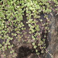 Coleus prostratus (Gürke) A.J.Paton