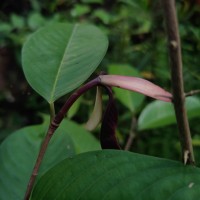 Doona macrophylla Thwaites