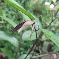 Doona macrophylla Thwaites