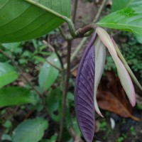 Doona macrophylla Thwaites