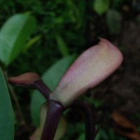 Doona macrophylla Thwaites