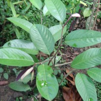Doona macrophylla Thwaites