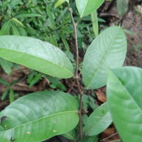 Doona macrophylla Thwaites