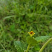 Acmella uliginosa (Sw.) Cass.