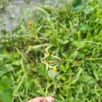 Acmella uliginosa (Sw.) Cass.