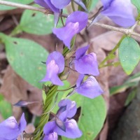 Utricularia reticulata Sm.