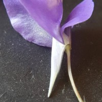 Utricularia reticulata Sm.