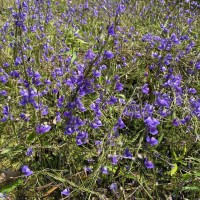 Utricularia reticulata Sm.