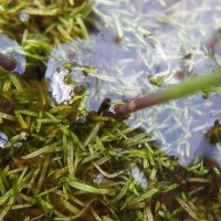 Utricularia reticulata Sm.